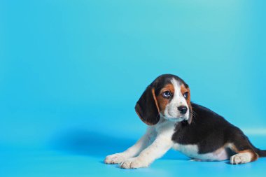 2 ay saf ırk beagle köpek yavrusu ışık mavi ekran