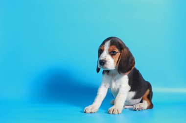 2 ay saf ırk beagle köpek yavrusu ışık mavi ekran