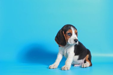 2 ay saf ırk beagle köpek yavrusu ışık mavi ekran