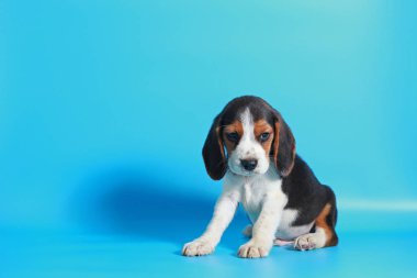 2 ay saf ırk beagle köpek yavrusu ışık mavi ekran