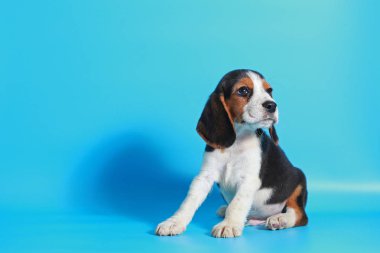 2 ay saf ırk beagle köpek yavrusu ışık mavi ekran