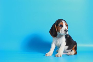 2 ay saf ırk beagle köpek yavrusu ışık mavi ekran