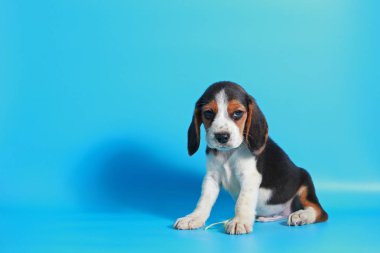 2 ay saf ırk beagle köpek yavrusu ışık mavi ekran