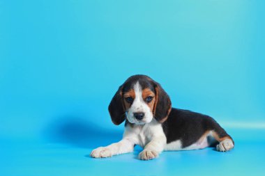 2 ay saf ırk beagle köpek yavrusu ışık mavi ekran