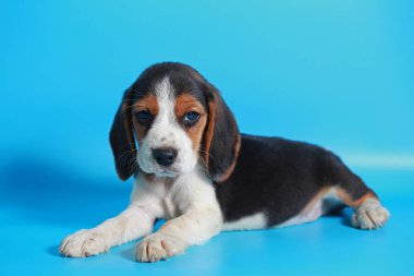 2 ay saf ırk beagle köpek yavrusu ışık mavi ekran