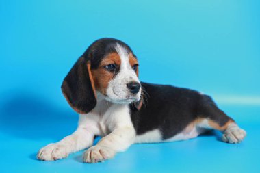 2 ay saf ırk beagle köpek yavrusu ışık mavi ekran