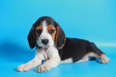 2 ay saf ırk beagle köpek yavrusu ışık mavi ekran