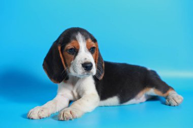 2 ay saf ırk beagle köpek yavrusu ışık mavi ekran