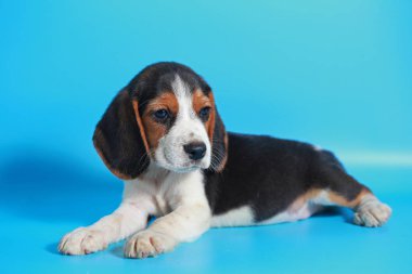 2 ay saf ırk beagle köpek yavrusu ışık mavi ekran