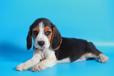 2 ay saf ırk beagle köpek yavrusu ışık mavi ekran