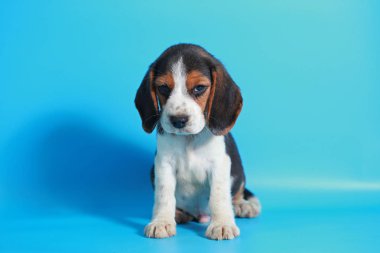 2 ay saf ırk beagle köpek yavrusu ışık mavi ekran