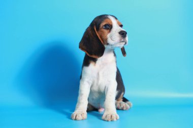 2 ay saf ırk beagle köpek yavrusu ışık mavi ekran