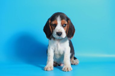 2 ay saf ırk beagle köpek yavrusu ışık mavi ekran