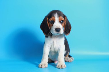 2 ay saf ırk beagle köpek yavrusu ışık mavi ekran