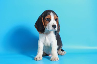 2 ay saf ırk beagle köpek yavrusu ışık mavi ekran