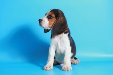 2 ay saf ırk beagle köpek yavrusu ışık mavi ekran