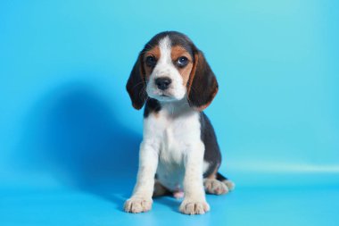 2 ay saf ırk beagle köpek yavrusu ışık mavi ekran