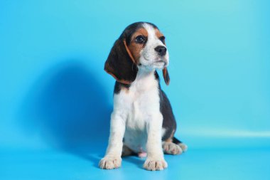 2 ay saf ırk beagle köpek yavrusu ışık mavi ekran