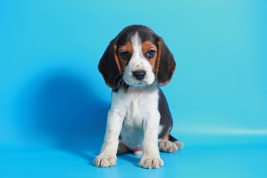 2 ay saf ırk beagle köpek yavrusu ışık mavi ekran