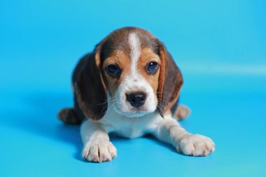 2 ay saf ırk beagle köpek yavrusu ışık mavi ekran
