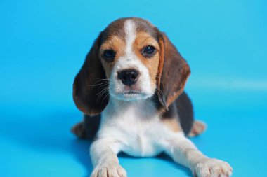 2 ay saf ırk beagle köpek yavrusu ışık mavi ekran