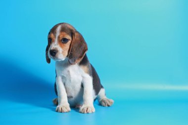 2 ay saf ırk beagle köpek yavrusu ışık mavi ekran