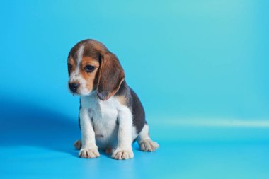 2 ay saf ırk beagle köpek yavrusu ışık mavi ekran