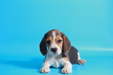 2 ay saf ırk beagle köpek yavrusu ışık mavi ekran