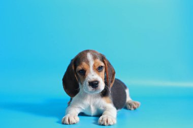 2 ay saf ırk beagle köpek yavrusu ışık mavi ekran