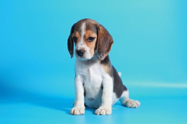 2 ay saf ırk beagle köpek yavrusu ışık mavi ekran