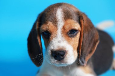 2 ay saf ırk beagle köpek yavrusu ışık mavi ekran