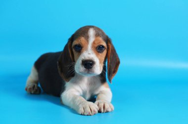 2 ay saf ırk beagle köpek yavrusu ışık mavi ekran
