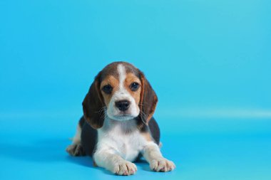 2 ay saf ırk beagle köpek yavrusu ışık mavi ekran