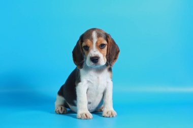 2 ay saf ırk beagle köpek yavrusu ışık mavi ekran