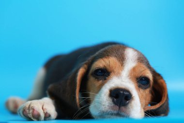 2 ay saf ırk beagle köpek yavrusu ışık mavi ekran