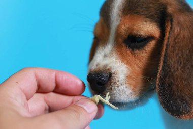 2 ay saf ırk beagle köpek yavrusu ışık mavi ekran
