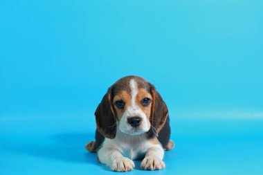 2 ay saf ırk beagle köpek yavrusu ışık mavi ekran