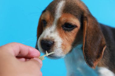 2 ay saf ırk beagle köpek yavrusu ışık mavi ekran