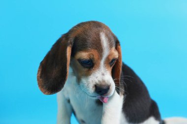2 ay saf ırk beagle köpek yavrusu ışık mavi ekran