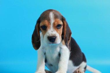 2 ay saf ırk beagle köpek yavrusu ışık mavi ekran