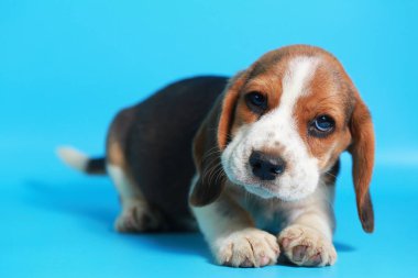 2 ay saf ırk beagle köpek yavrusu ışık mavi ekran