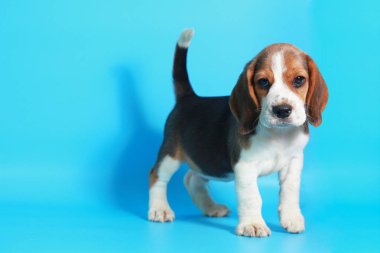 2 ay saf ırk beagle köpek yavrusu ışık mavi ekran