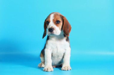 2 ay saf ırk beagle köpek yavrusu ışık mavi ekran