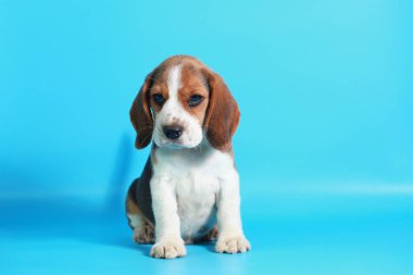 2 ay saf ırk beagle köpek yavrusu ışık mavi ekran