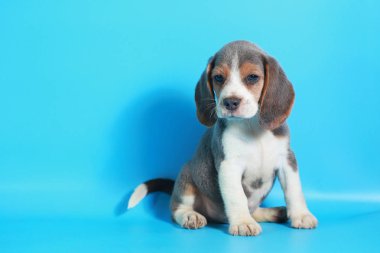 2 ay saf ırk beagle köpek yavrusu ışık mavi ekran