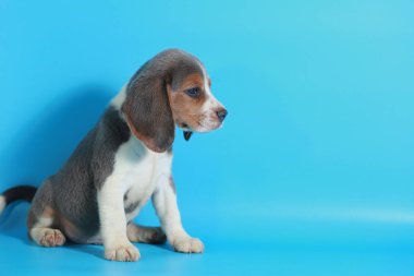 2 ay saf ırk beagle köpek yavrusu ışık mavi ekran
