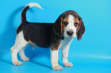 2 ay saf ırk beagle köpek yavrusu ışık mavi ekran
