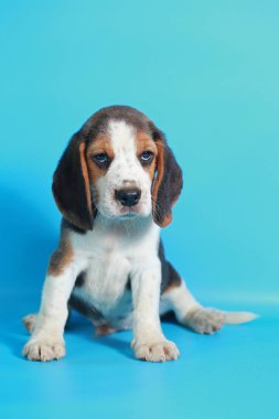 1 ay saf ırk beagle köpek yavrusu yeşil ekran