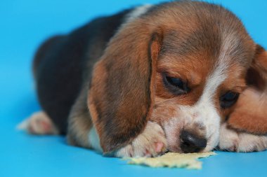 1 ay saf ırk beagle köpek yavrusu yeşil ekran