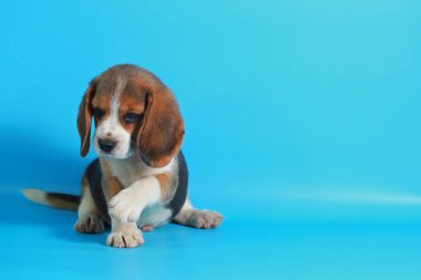 1 ay saf ırk beagle köpek yavrusu yeşil ekran